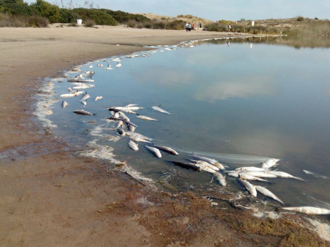 Mortandad de peces en el lago artificial