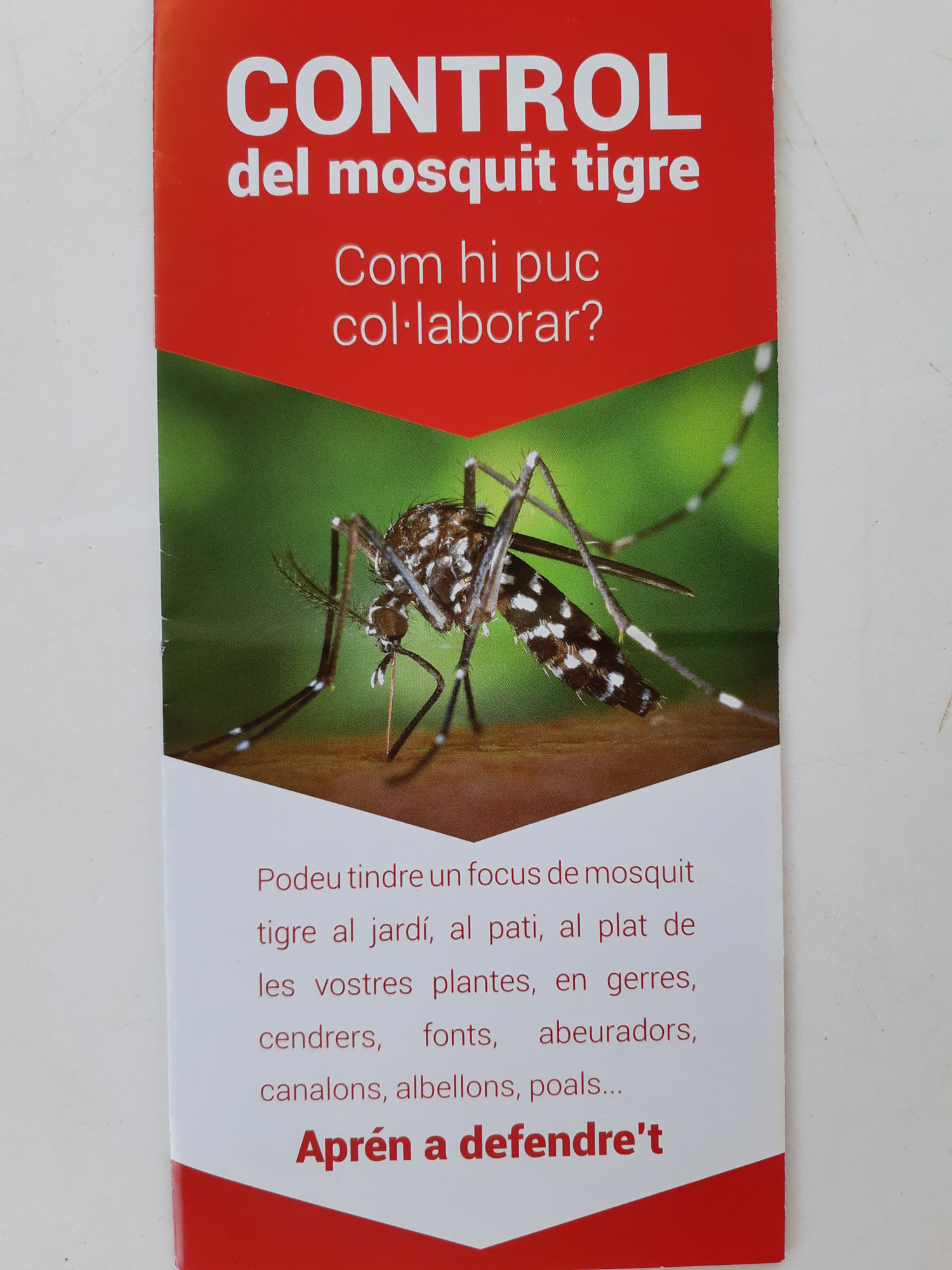 Charla sobre el mosquito tigre